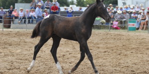 IMG_0899 IMG_0899