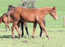 ravers-x-bewick-colt